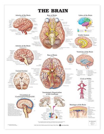 Anatomical Chart Brain 20 X 26 Inch Heavy Paper Grommets Laminated