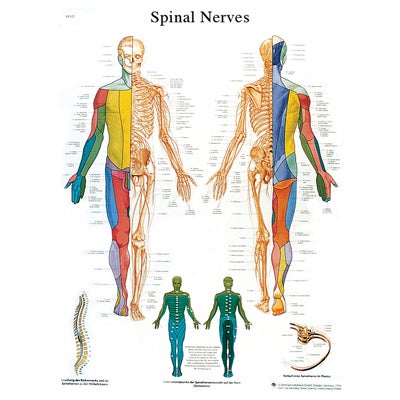 Anatomical Chart Spinal Nerves 20 X 25 Inch Laminated