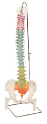 Spine Model Flexible 6 lbs.