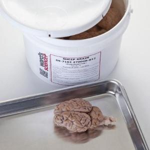 Preserved Dissection Specimen Ward's® Sheep Brain with Dura Matter Removed