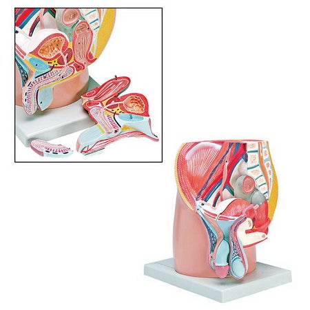 Anatomical Model Walter Products® Male Pelvis Model Male Life Size 5-1/2 lbs.