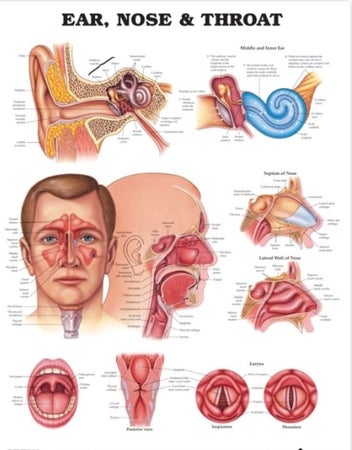 Anatomical Chart Ear, Nose and Throat 20 X 26 Inch Heavy Paper Grommets Laminated
