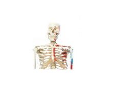Muscle Skeleton Model 3B® Max 22 lbs.