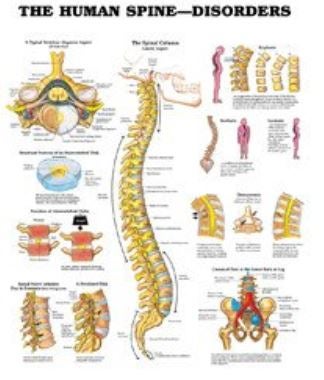 Anatomical Chart Human Spine 20 X 26 Inch Heavy Paper Grommets Laminated