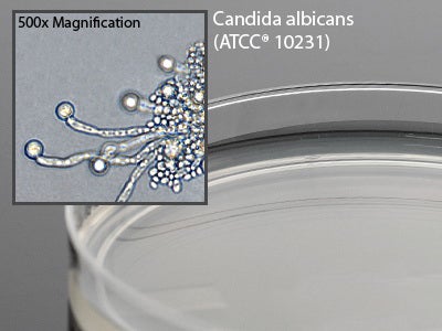 Prepared Media Corn Meal Agar with Tween® 80 Deep Fill Plate Format