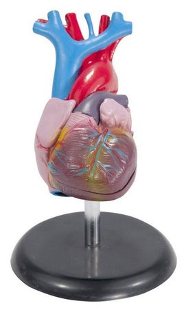 Heart Model Life-Size