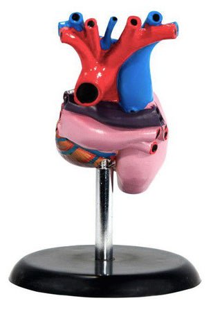 Heart Model Life-Size