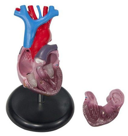 Heart Model Life-Size