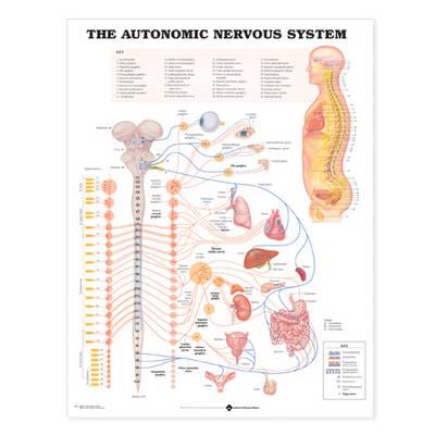 Anatomical Chart Nervous System 20 X 26 Inch Heavy Paper Grommets Laminated