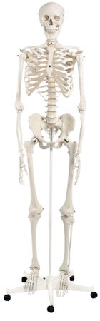 Skeleton Model 3B® Stan 21 lbs.