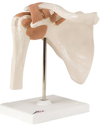 Shoulder Joint Model 2 lbs.
