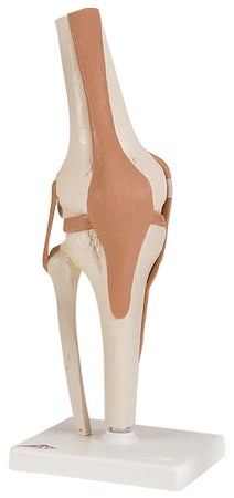 Knee Model 3 lbs.