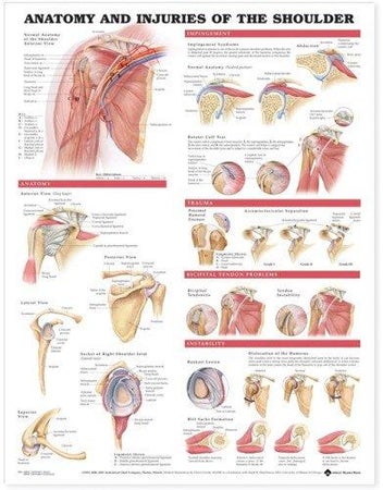 Anatomical Chart Anatomy and Injuries of the Shoulder 20 X 26 Inch Heavy Paper Wall Mount Laminated