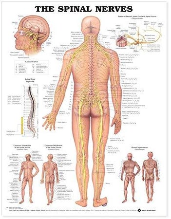 Anatomical Chart Anatomical Chart Co The Spinal Nerves