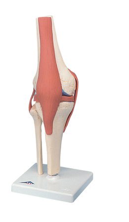 Knee Model 3B® 2 lbs.
