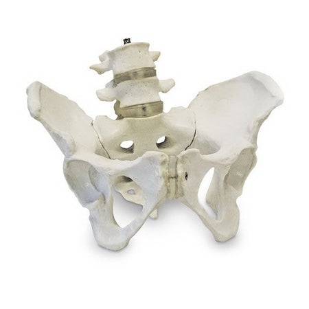 Pelvic Skeleton Model Walter Products™ Female Life Size 3-3/4 lbs.