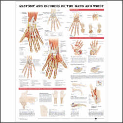 Anatomical Chart Injuries of the Hand and Wrist 20 X 26 Inch Heavy Paper Grommets Laminated