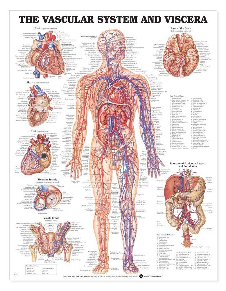 Anatomical Chart Vascular System 20 X 26 Inch - McKesson